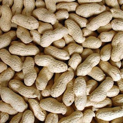 Raw inshell monkey nut